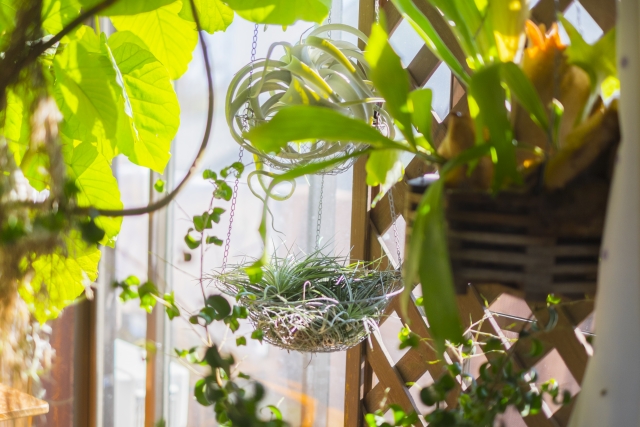 Tillandsiaと観葉植物の部屋